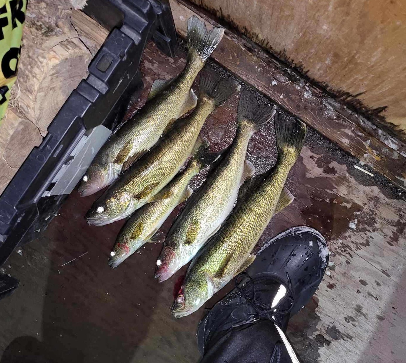 Walleye dinner.jpg